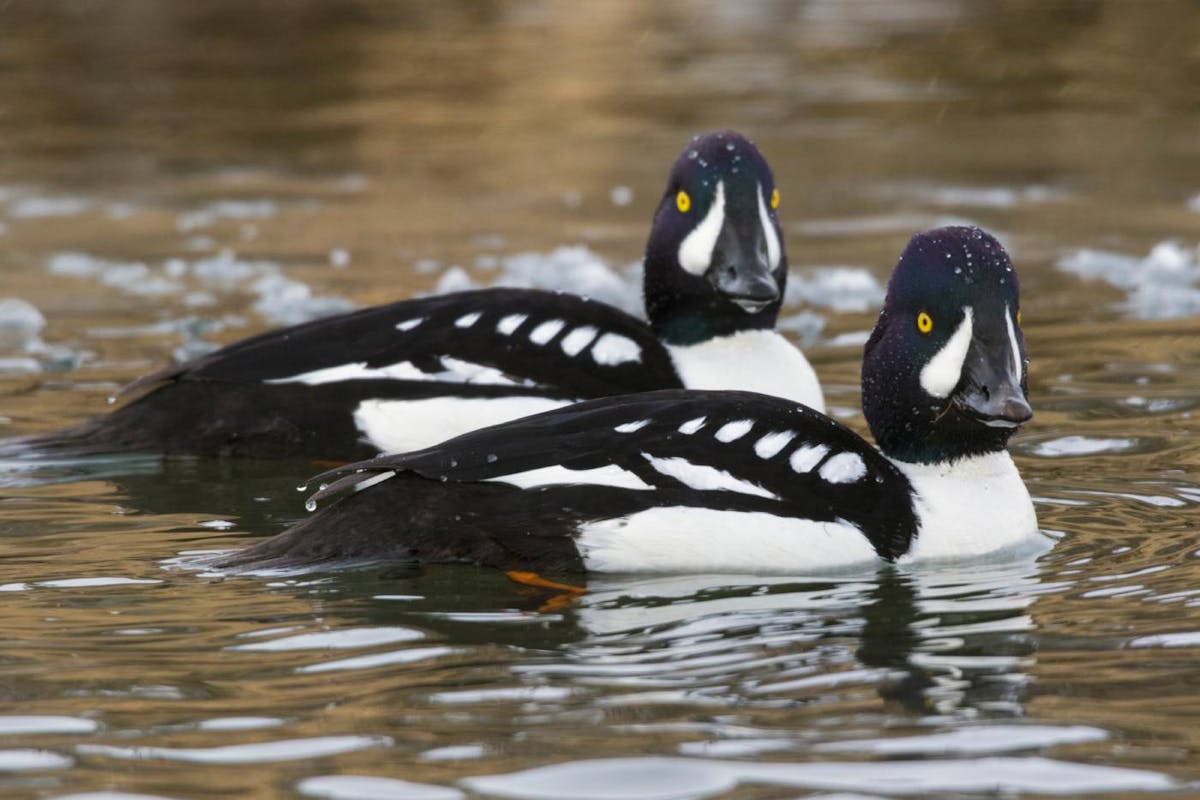 Barrow's goldeneye a species of duck with brilliant yellow eyes One Earth